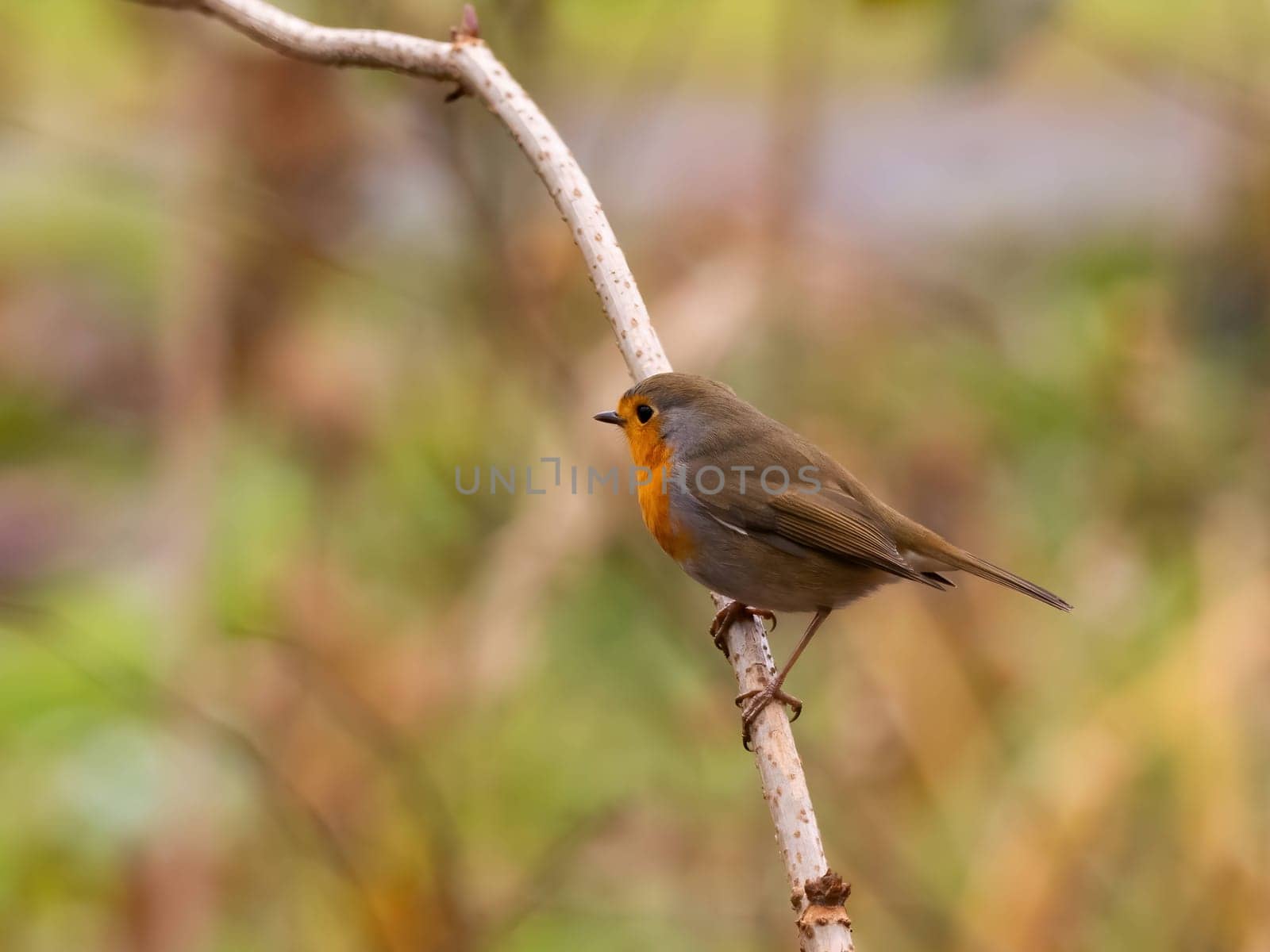 Captivating close-up of a European robin on a branch, with a beautifully blurred background.