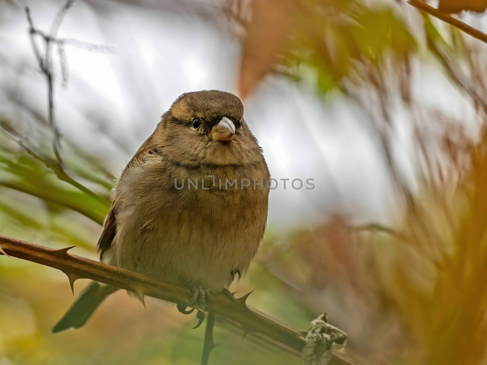 Charming close-up of a house sparrow on a branch, with a soft, blurred background.