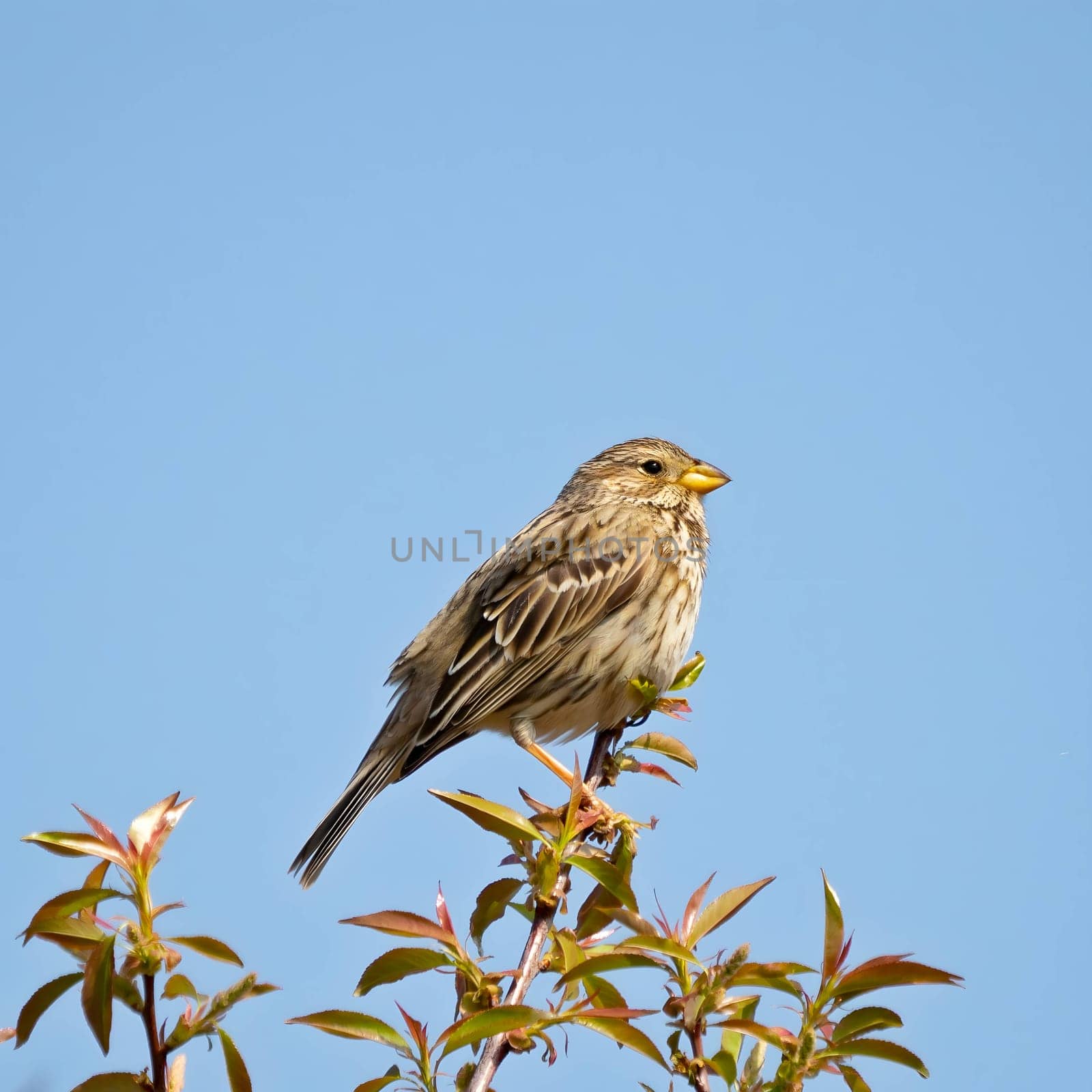 Corn bunting on a twig, close-up photo against the sky. by NatureTron