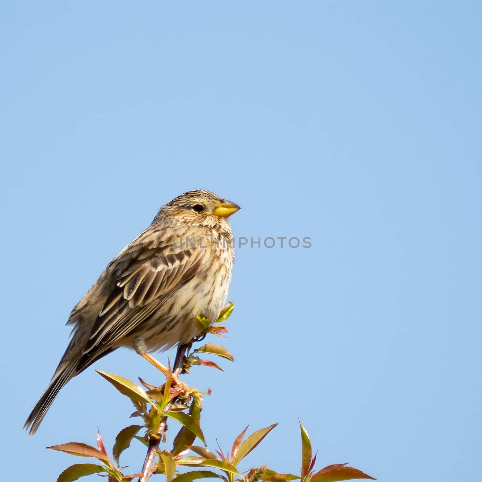 Corn bunting on a twig, close-up photo against the sky. by NatureTron