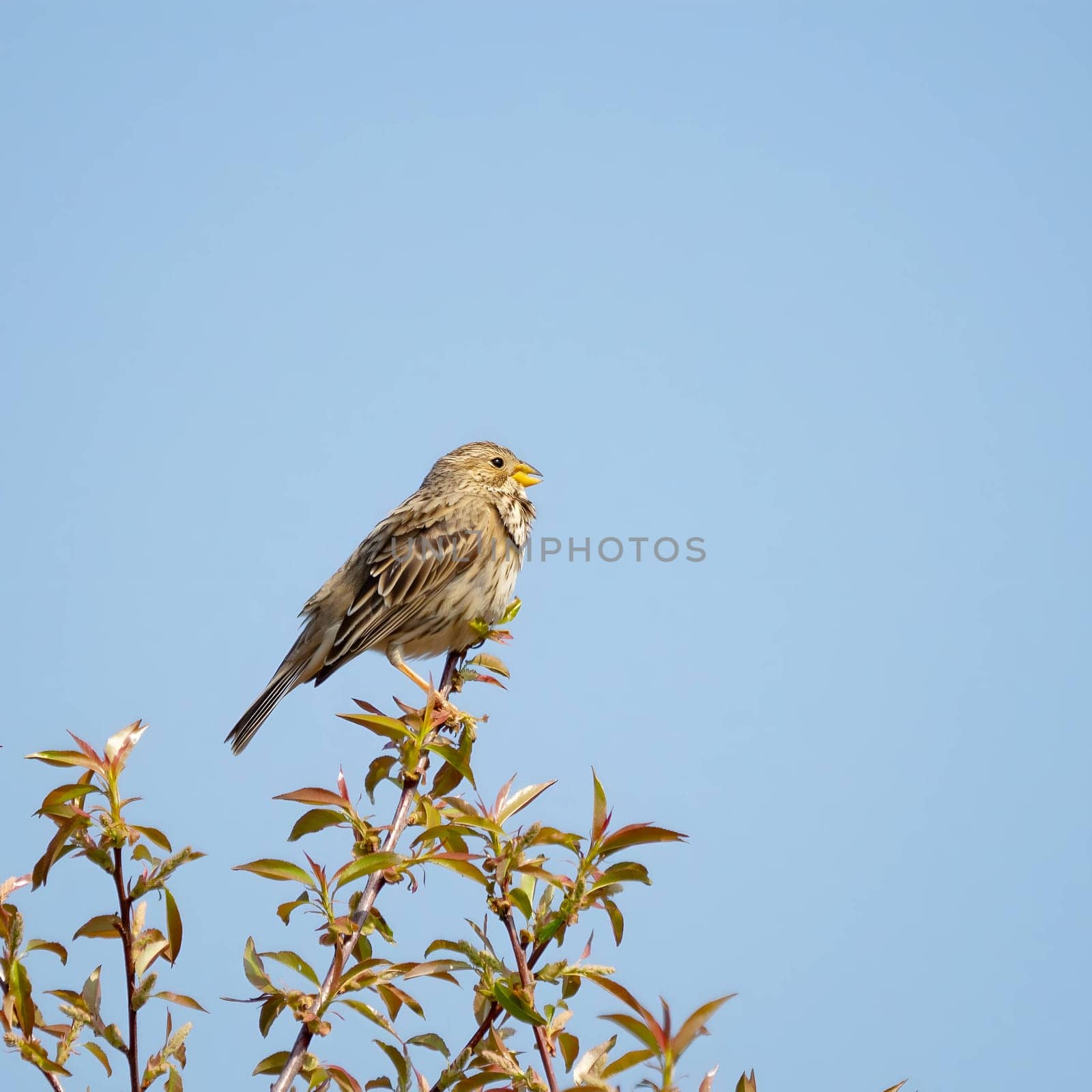 Corn bunting on a twig, close-up photo against the sky. by NatureTron