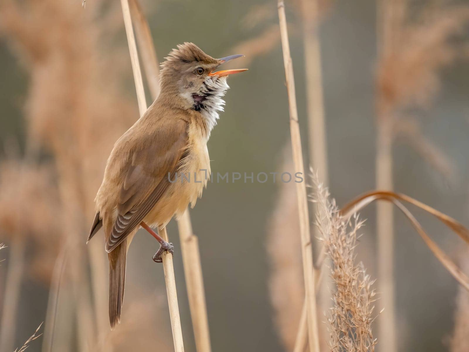 Graceful Great Reed Warbler resting on dry reeds, showcasing its vibrant colors against the natural background. A picturesque scene of wildlife.