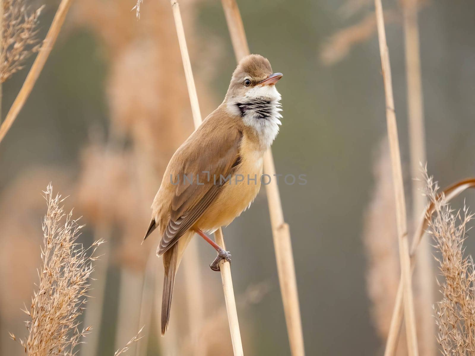 Graceful Great Reed Warbler resting on dry reeds, showcasing its vibrant colors against the natural background. A picturesque scene of wildlife.
