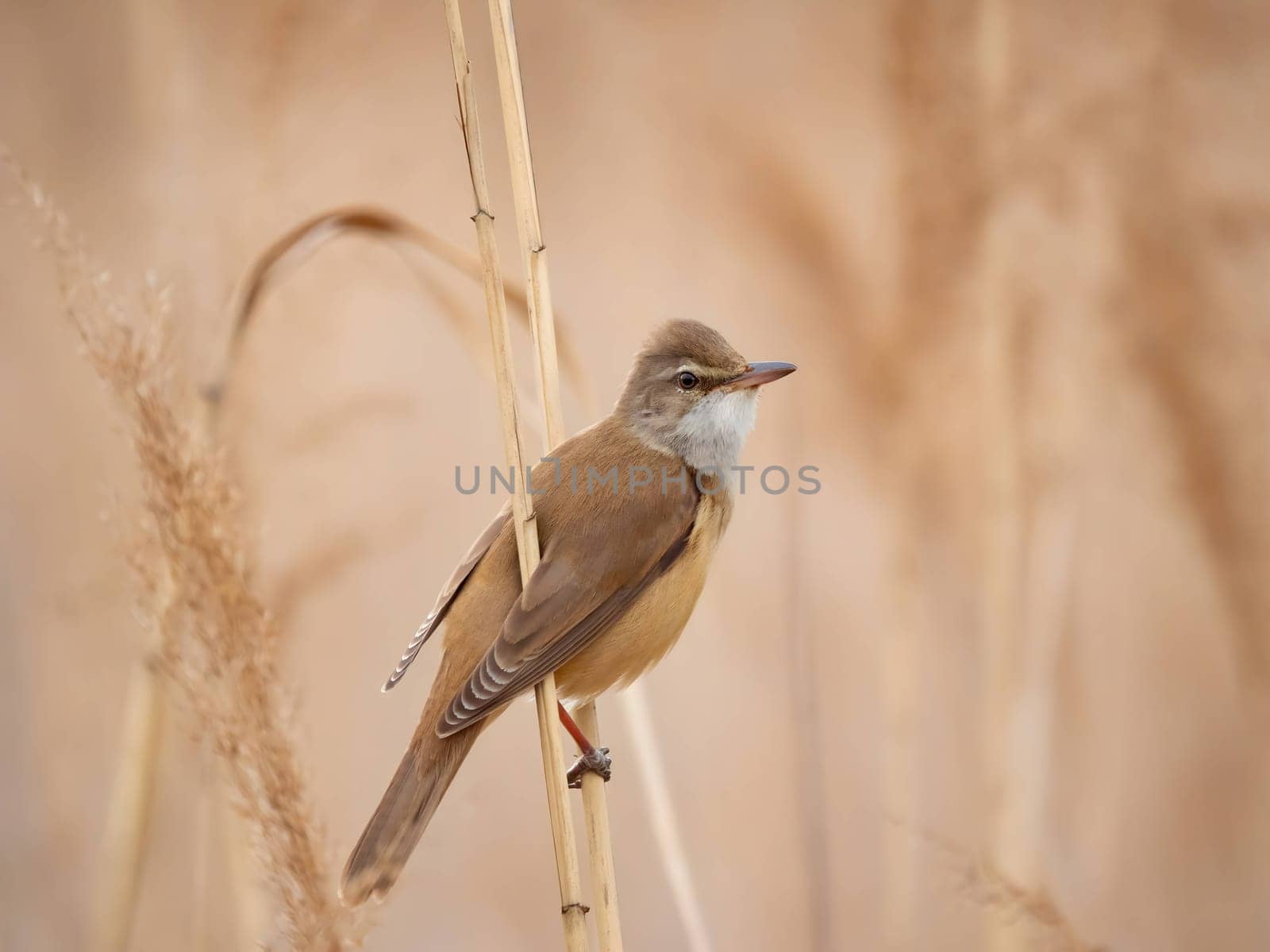 Graceful Great Reed Warbler resting on dry reeds, showcasing its vibrant colors against the natural background. A picturesque scene of wildlife.