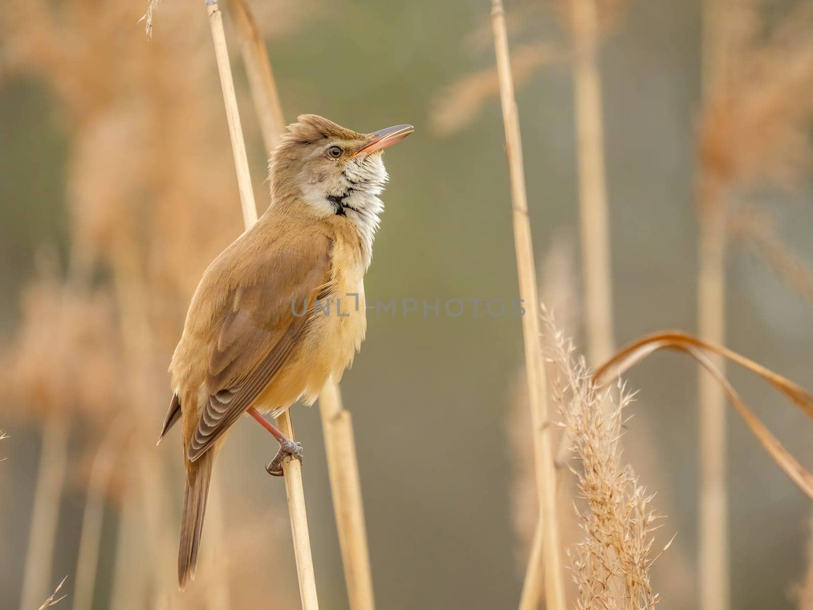 Graceful Great Reed Warbler resting on dry reeds, showcasing its vibrant colors against the natural background. A picturesque scene of wildlife.