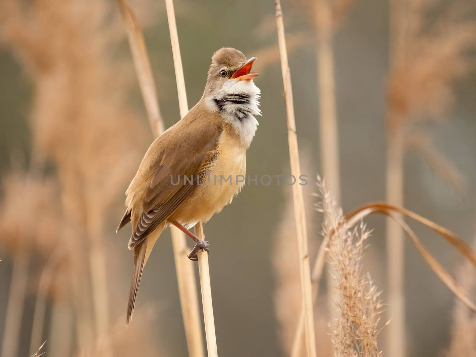 Graceful Great Reed Warbler resting on dry reeds, showcasing its vibrant colors against the natural background. A picturesque scene of wildlife.