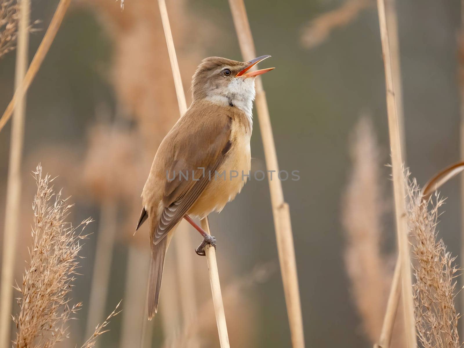 Graceful Great Reed Warbler resting on dry reeds, showcasing its vibrant colors against the natural background. A picturesque scene of wildlife.