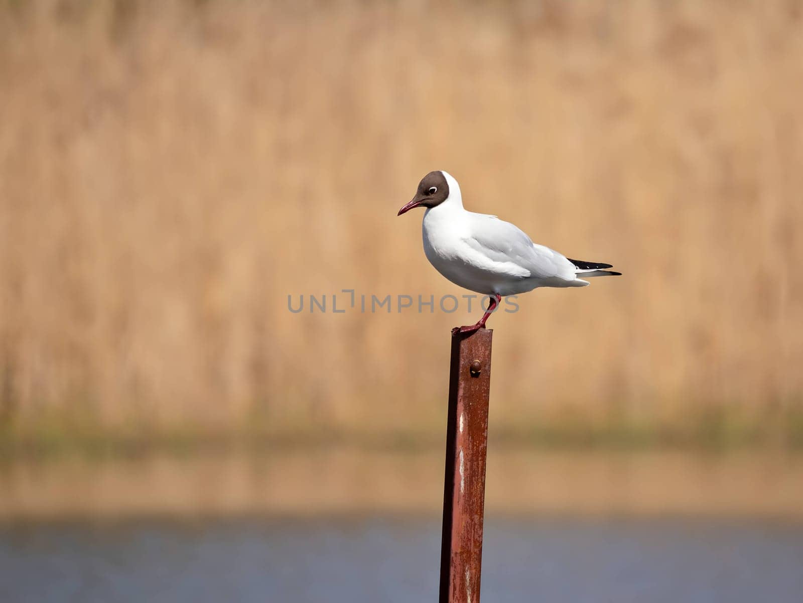 Majestic Black-headed Gull perched on a metal post, with a beautifully blurred background, capturing the serenity of the moment.