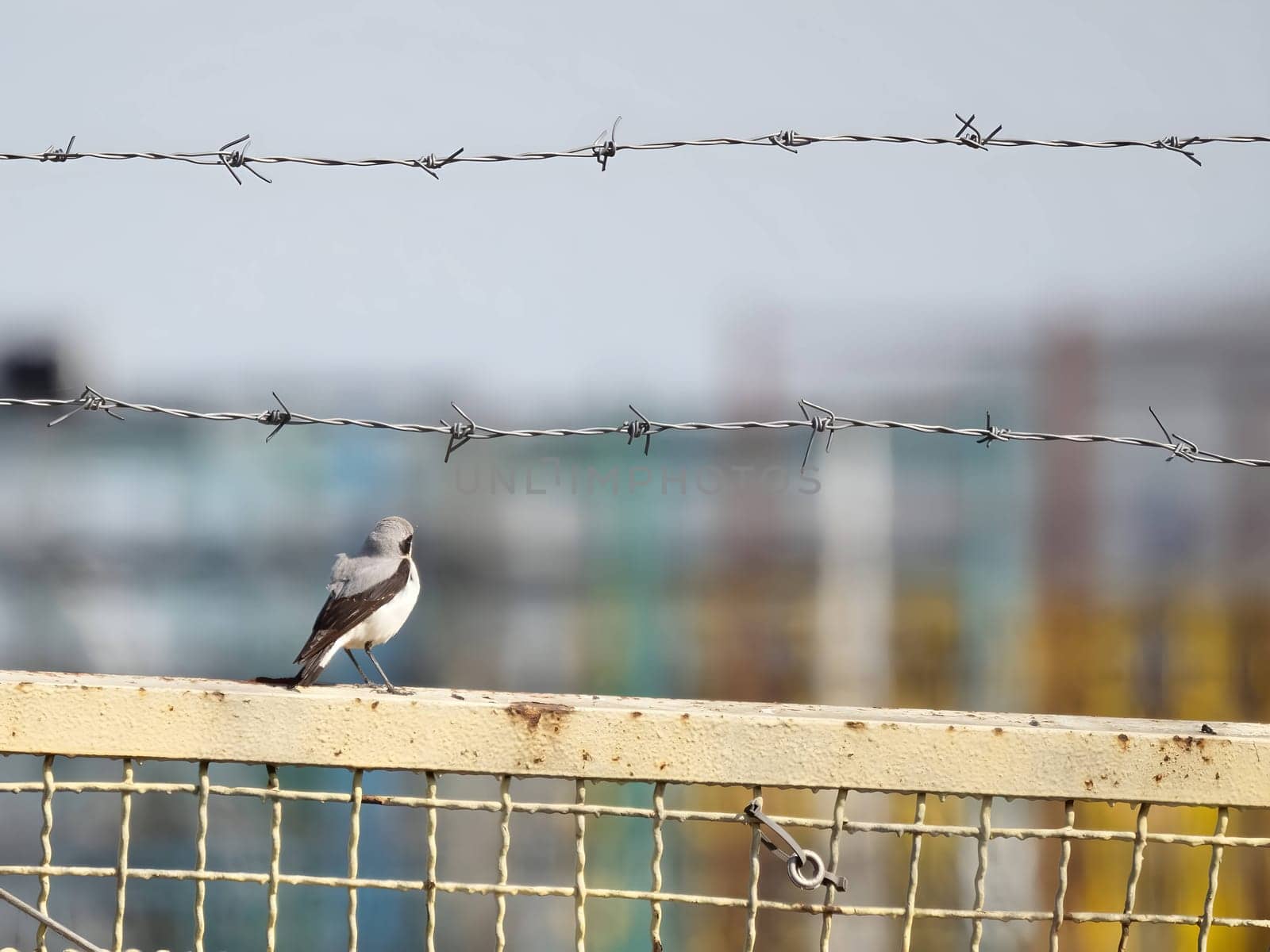 Northern Wheatear perched delicately on a metal fence, its striking plumage contrasting with the surroundings.