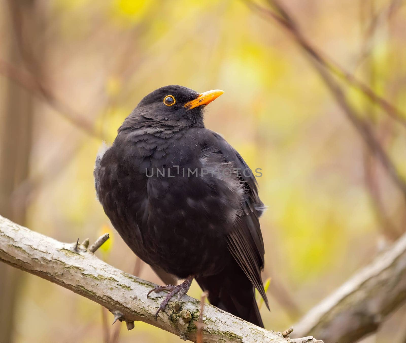 Common blackbird perched on a tree branch, background features blurred vegetation.