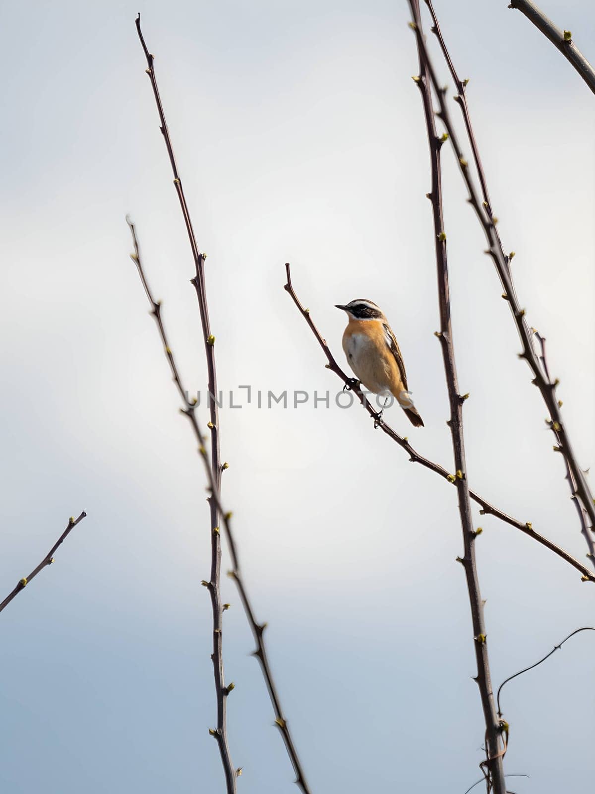 Eurasian Penduline Tit perched gracefully on a tree branch, with the vast sky as a serene backdrop.