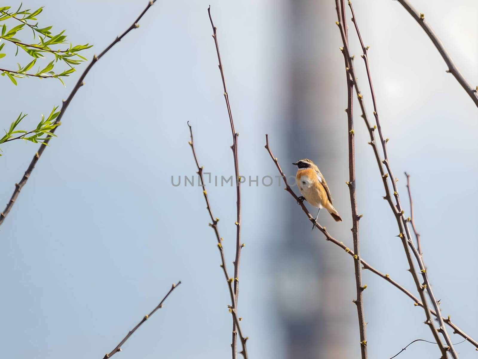Eurasian Penduline Tit perched gracefully on a tree branch, with the vast sky as a serene backdrop.