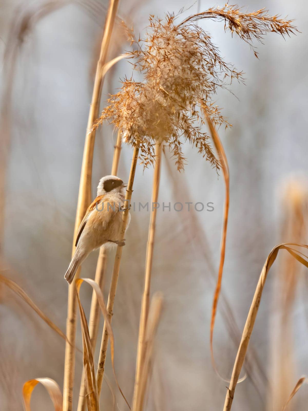 Eurasian Penduline Tit perched gracefully on a tree branch, with the vast sky as a serene backdrop.