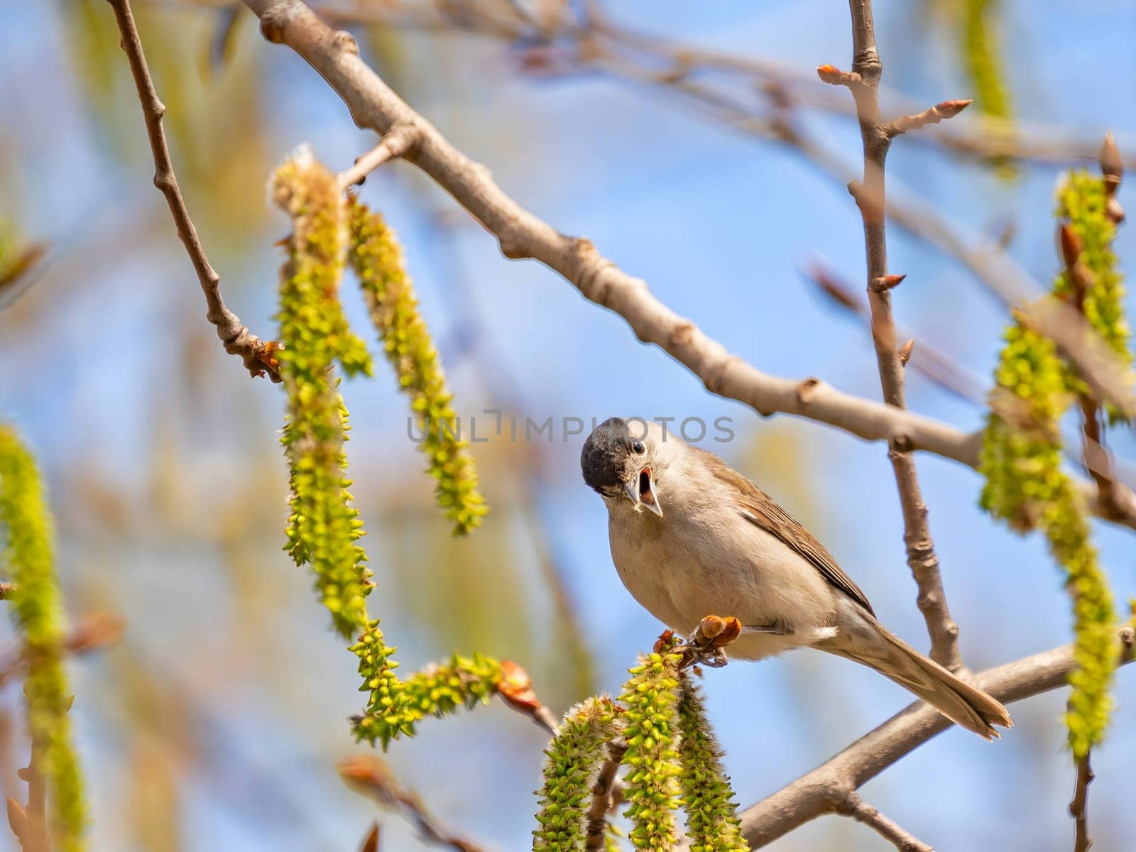 Eurasian Blackcap on a tree branch, set against the vast expanse of the sky.