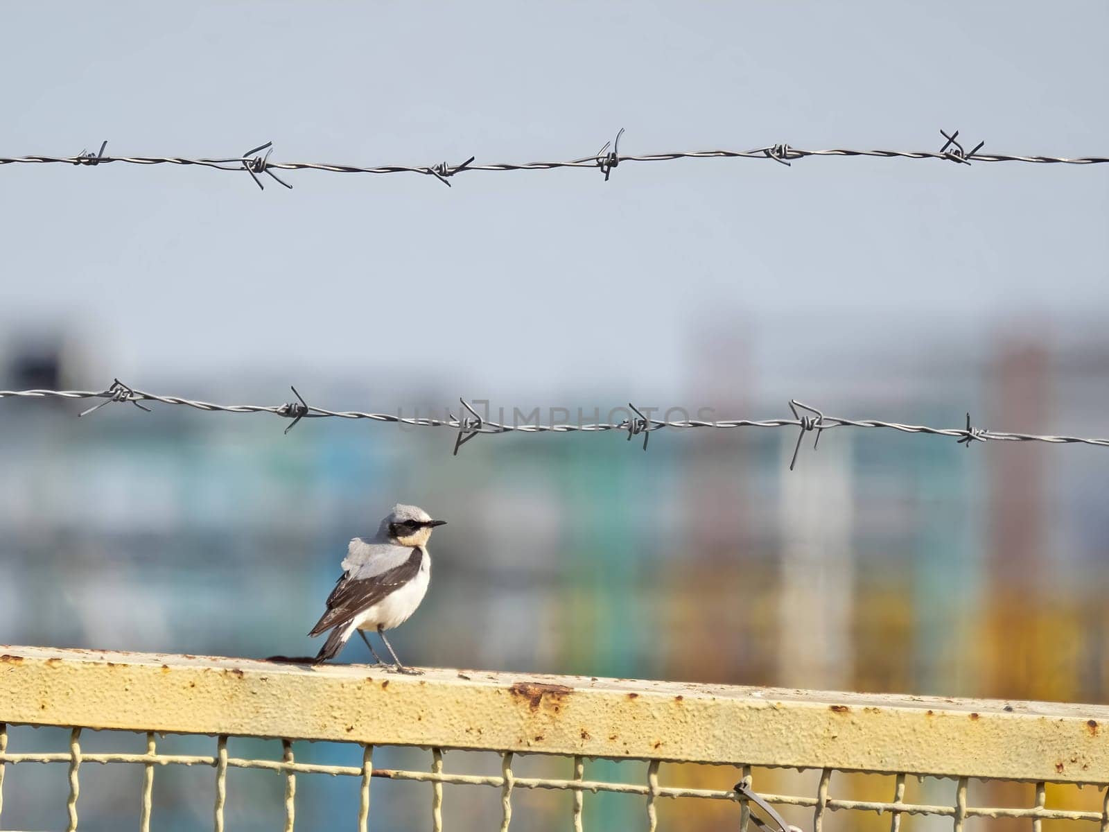 Northern Wheatear perched delicately on a metal fence, its striking plumage contrasting with the surroundings.