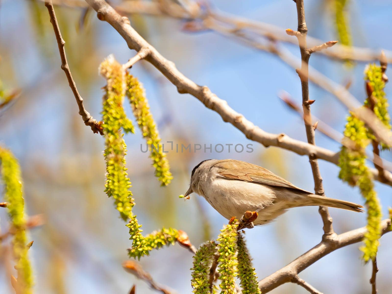 Eurasian Blackcap on a tree branch, set against the vast expanse of the sky.