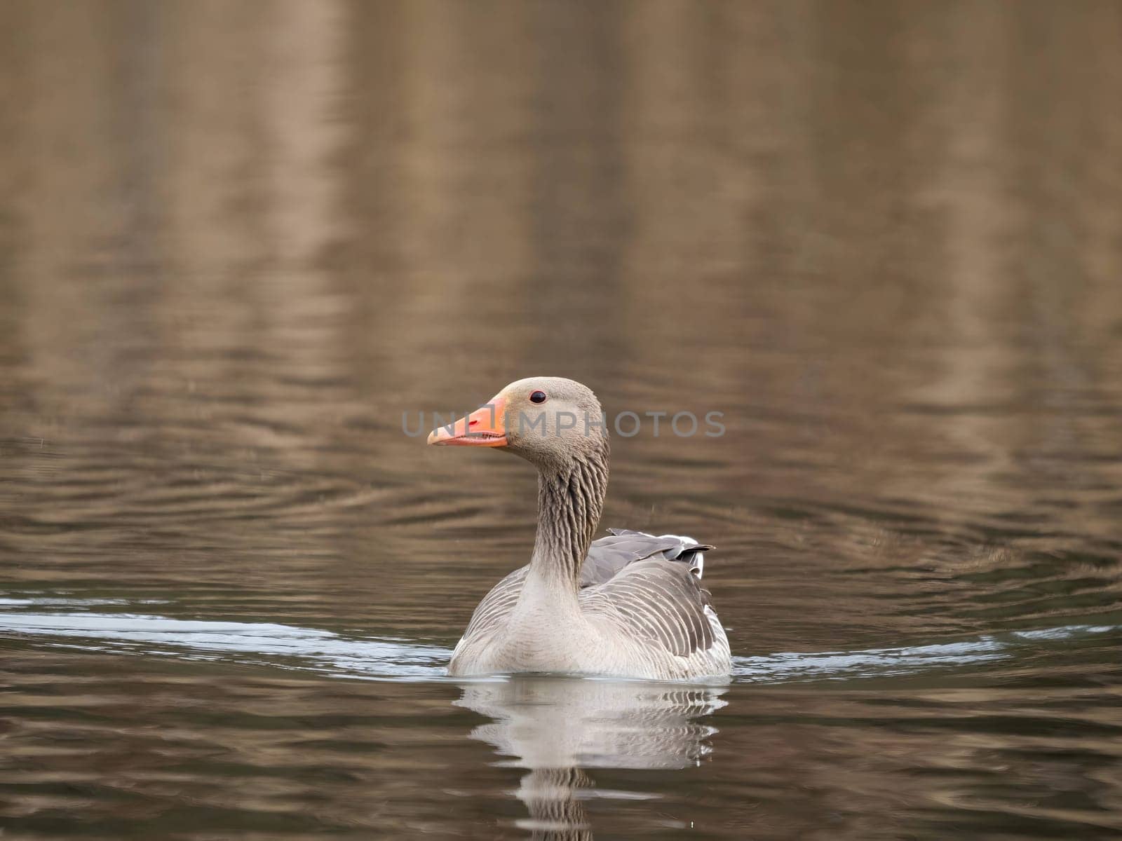 Greylag goose gracefully floating on the water, with tall reeds in the serene background.