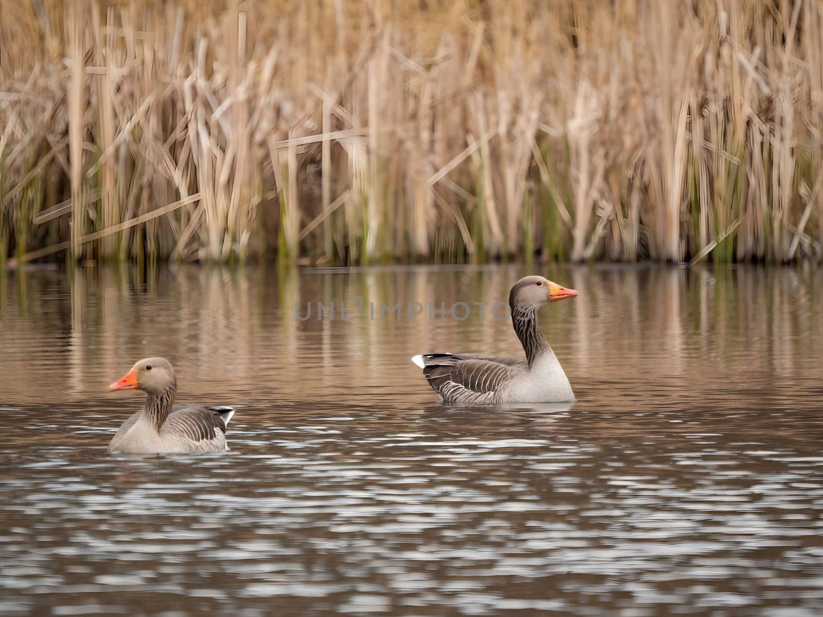 Greylag goose gracefully floating on the water, with tall reeds in the serene background.