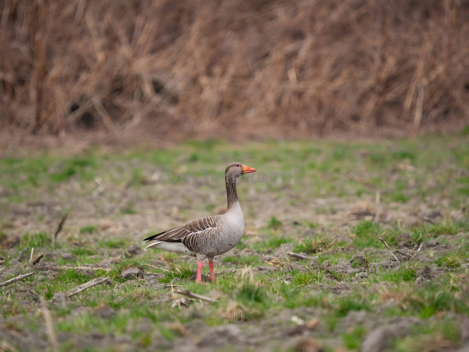 Greylag goose standing on the grass, with a beautiful blurred background.