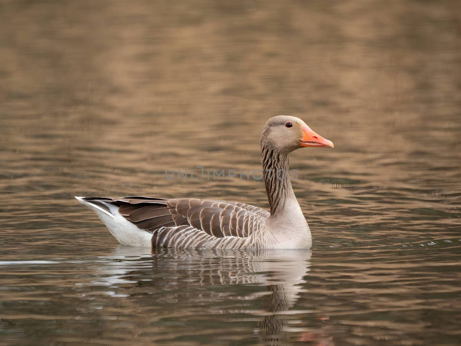 Greylag goose gracefully floating on the water, with tall reeds in the serene background.