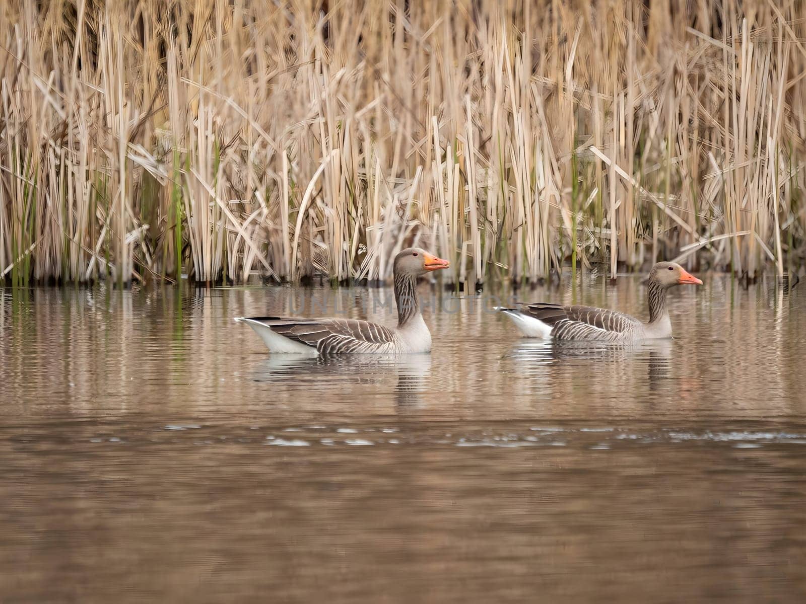 Greylag goose gracefully floating on the water, with tall reeds in the serene background.
