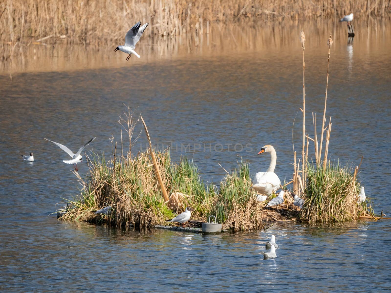 Gulls and a mute swan on a serene island.