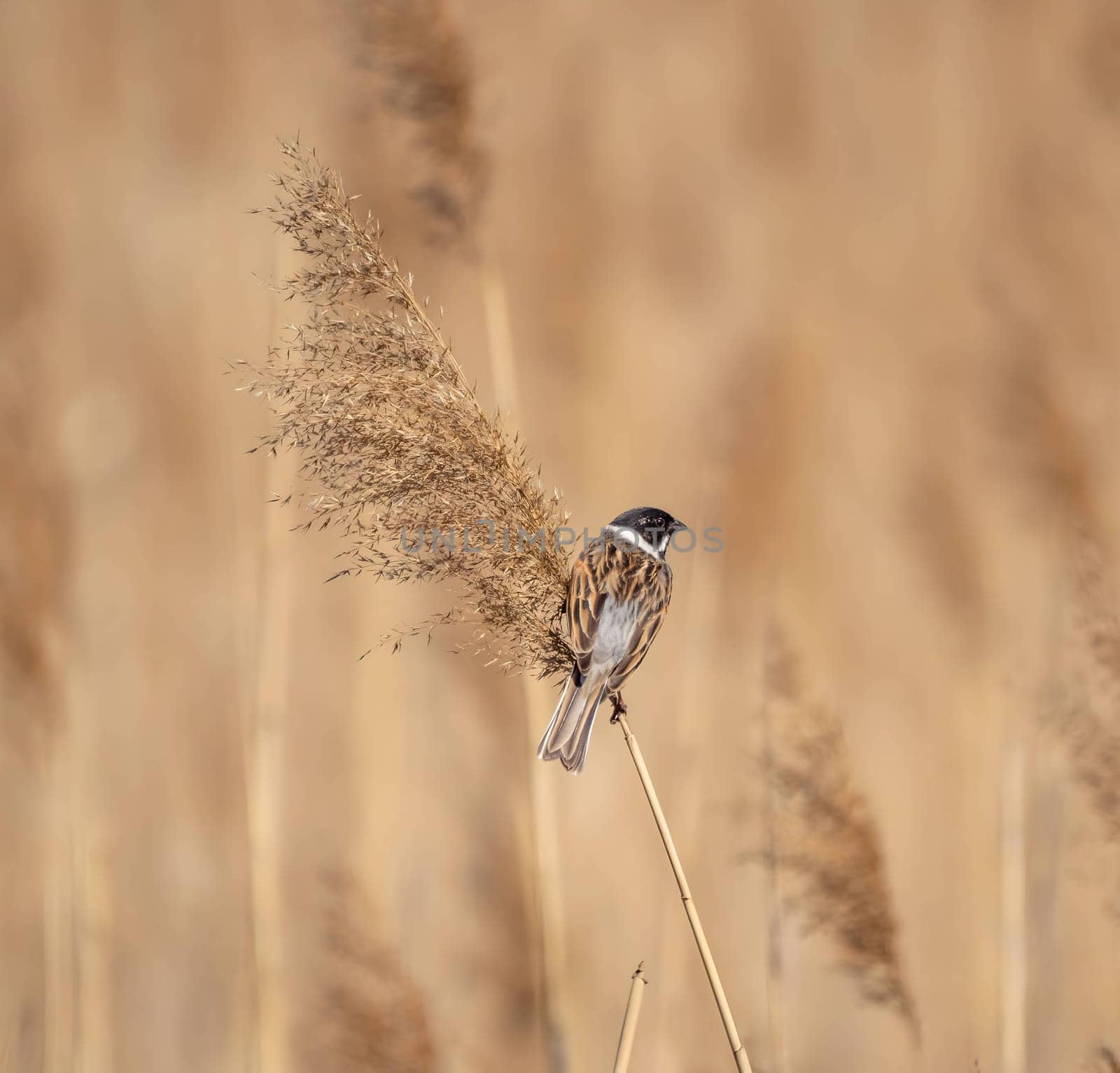Common reed bunting perched on dry grass with a soft, blurry background.