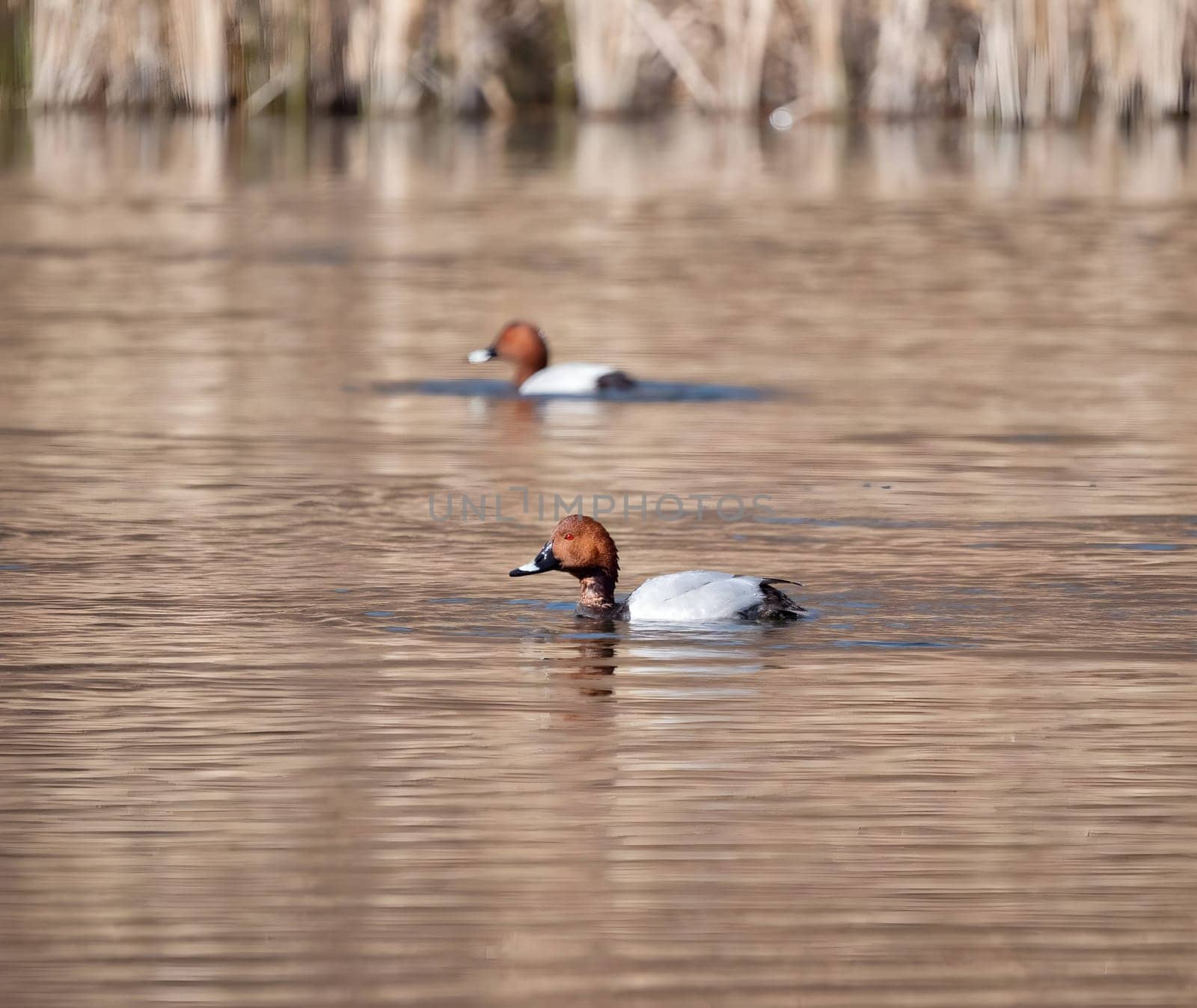 Common pochard swimming with dry reeds in the background.