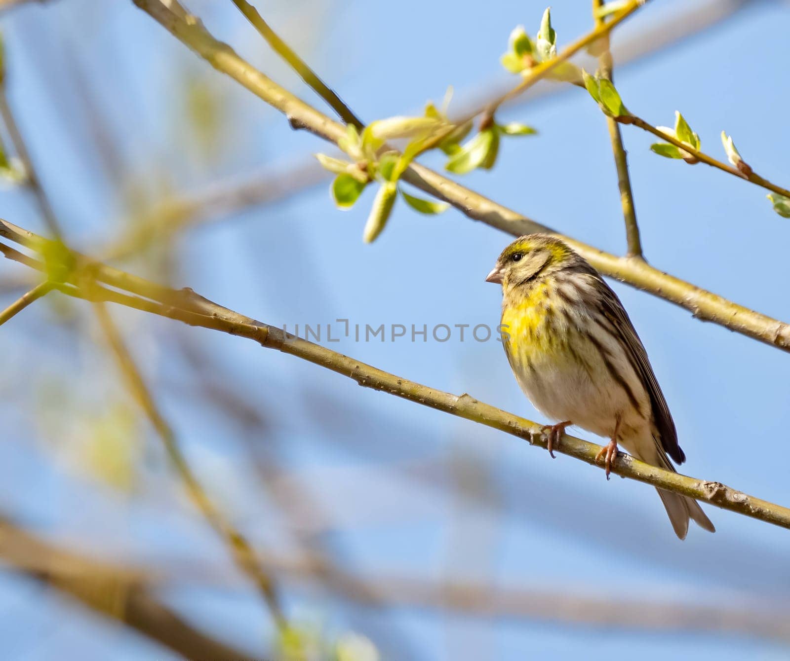 European serin perched on a tree branch.