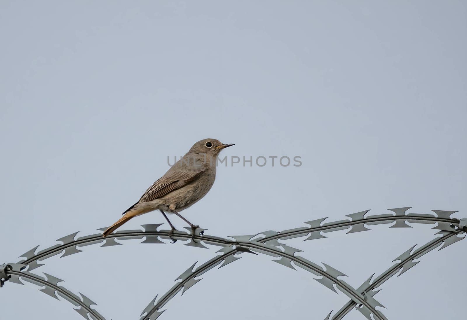 Black redstart in flight against the blue sky.
