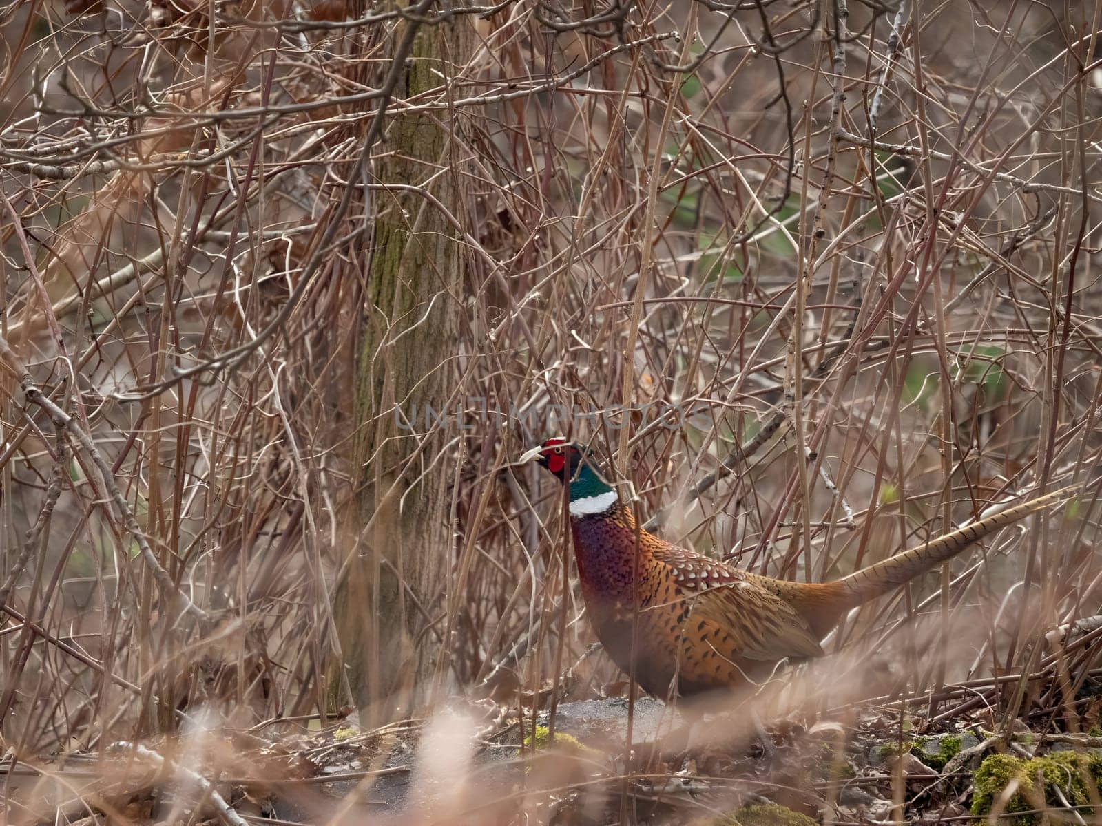 Common pheasant camouflaged in the grass.