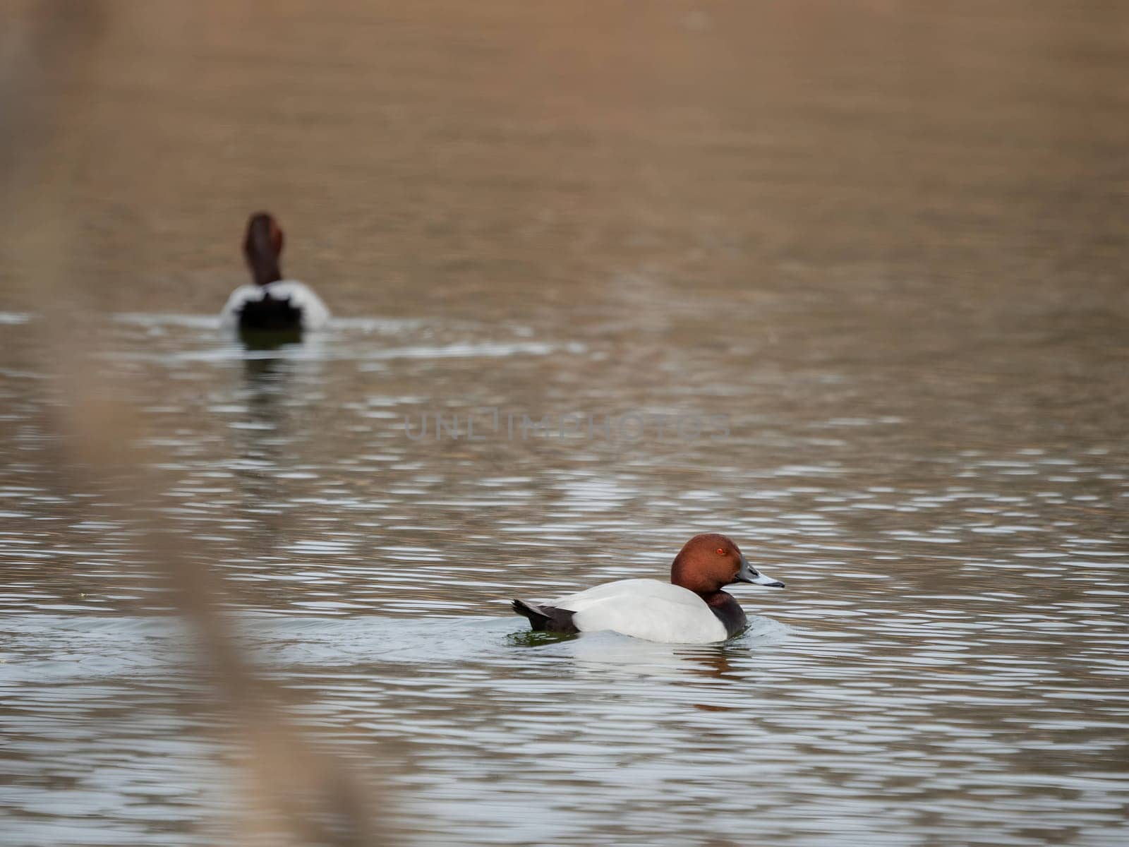 Common pochards swimming gracefully.