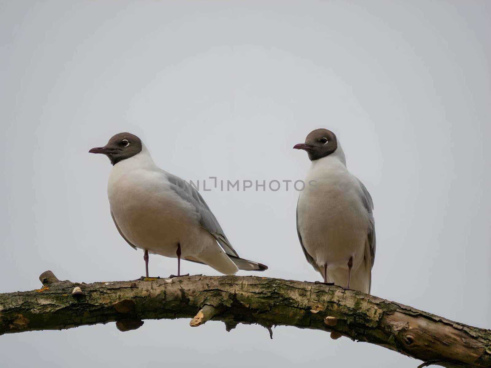 Two Black-headed gulls perched on a branch, with the sky in the background.