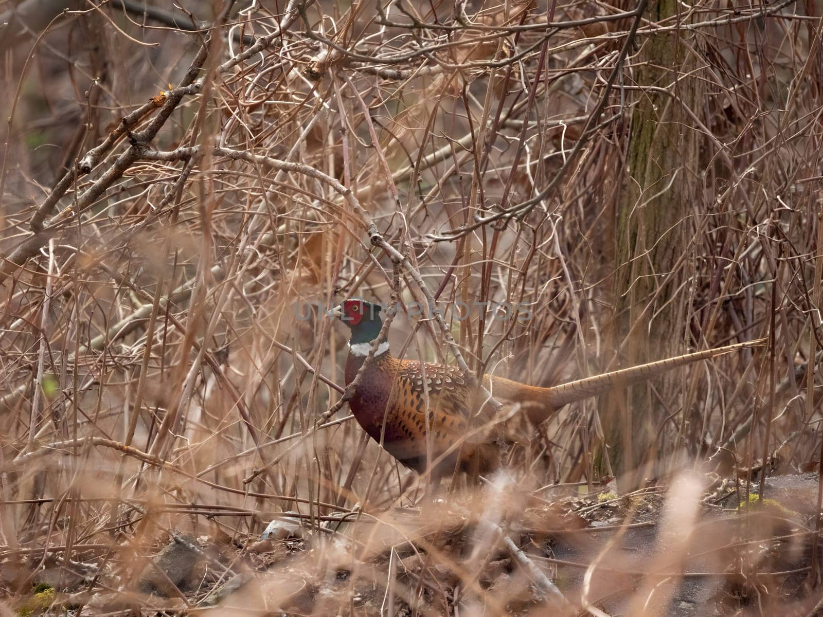 Common pheasant camouflaged in the grass.