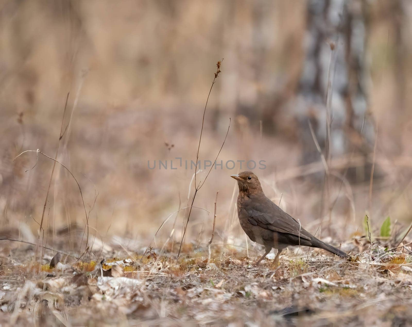 Black redstart gracefully on the ground, the background softly blurred, accentuating its charming presence in nature's setting.