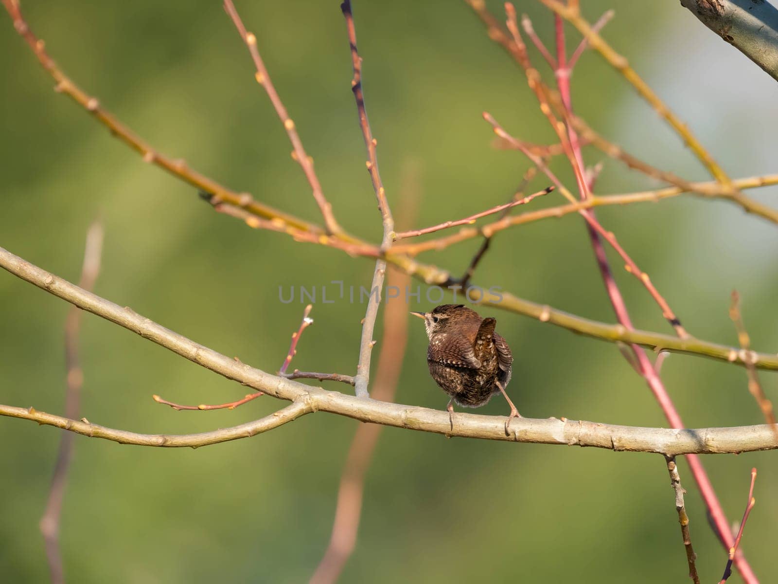 Eurasian wren perched on a branch, its backdrop softly blurred, showcasing the charming little bird in its natural habitat.