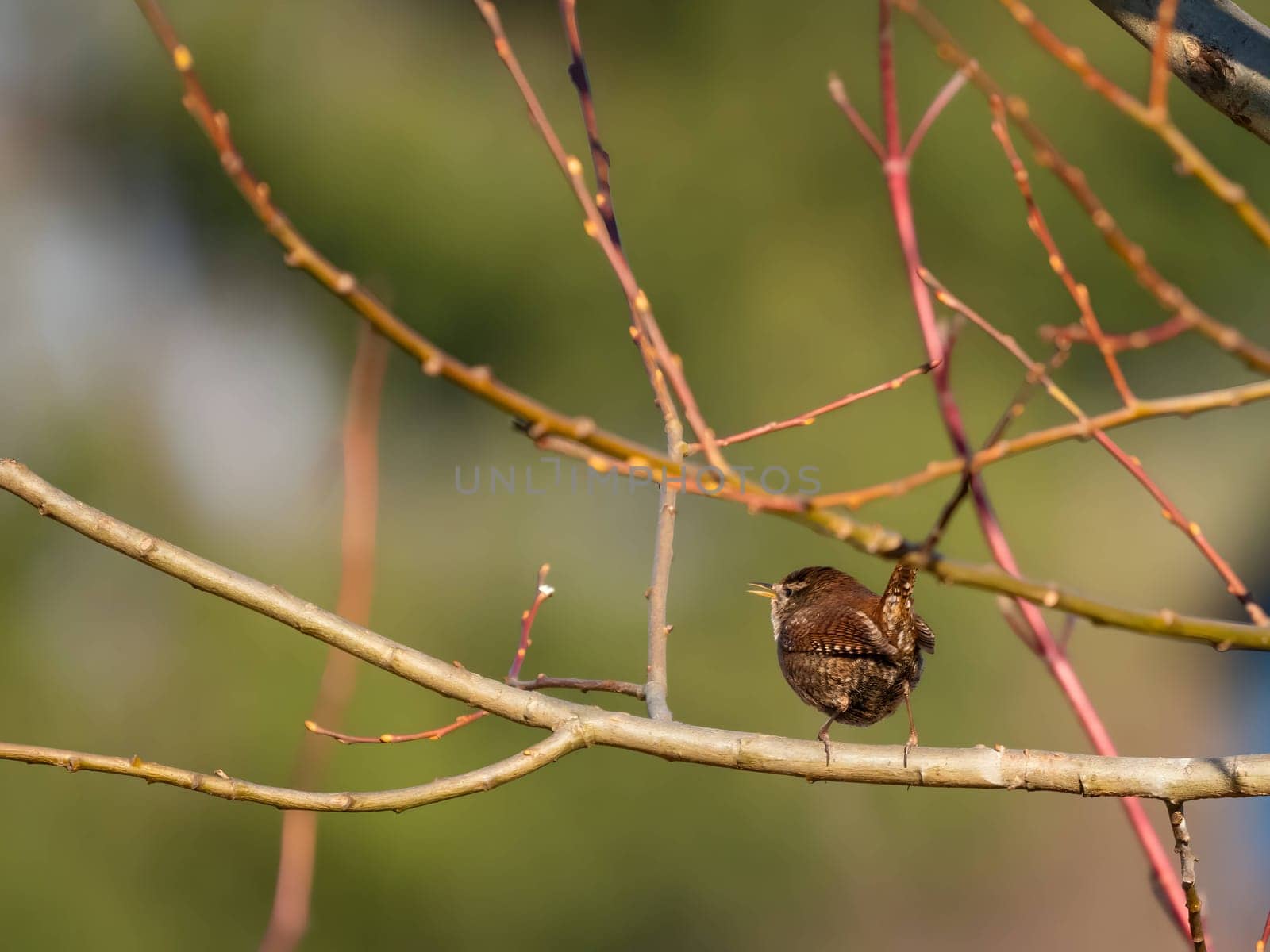 Eurasian wren perched on a branch, its backdrop softly blurred, showcasing the charming little bird in its natural habitat.