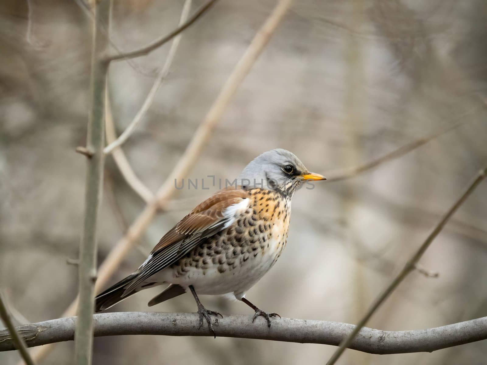 Fieldfare perched gracefully on a branch, with a softly blurred background adding to its natural beauty.