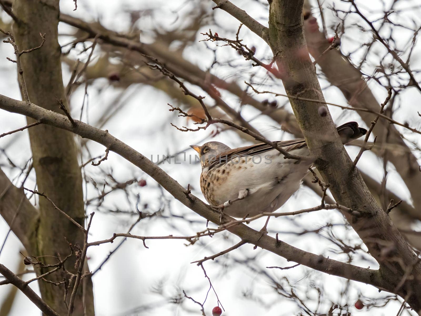 Fieldfare perched gracefully on a branch, with a softly blurred background adding to its natural beauty.