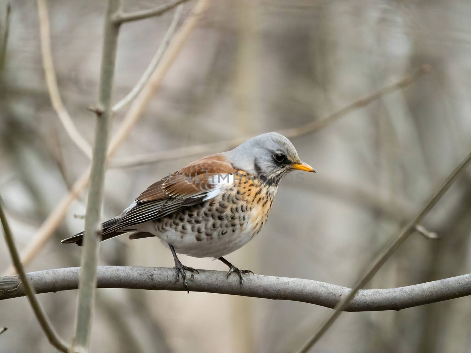 Fieldfare perched gracefully on a branch, with a softly blurred background adding to its natural beauty.