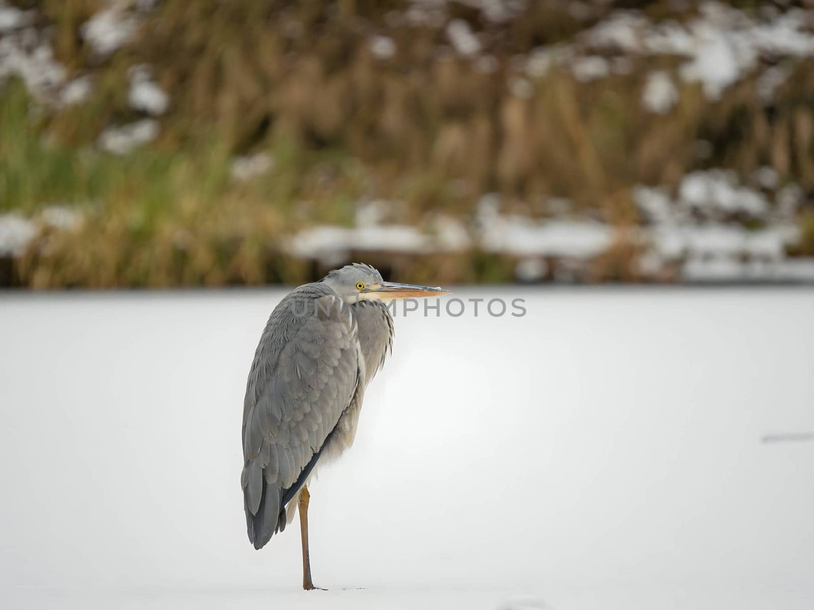 Majestic grey heron standing on frozen water, surrounded by glistening snow.