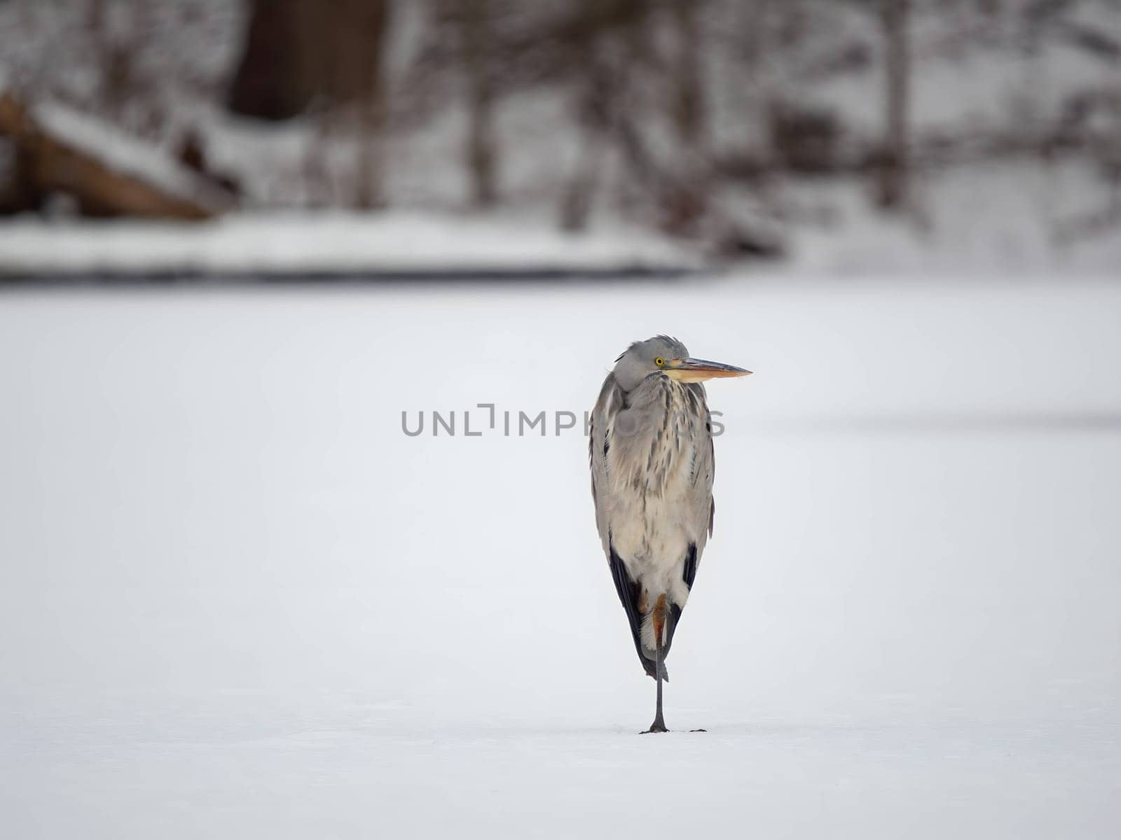 Majestic grey heron standing on frozen water, surrounded by glistening snow.