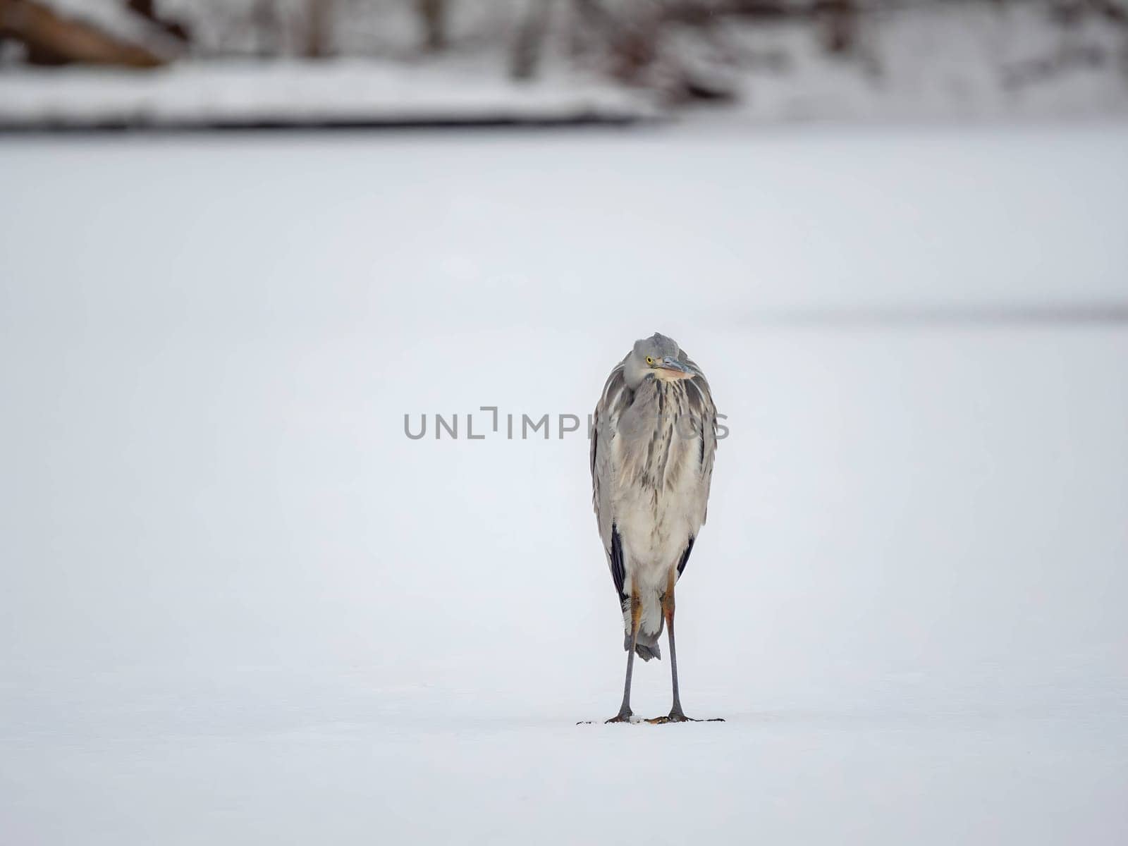 Majestic grey heron standing on frozen water, surrounded by glistening snow.