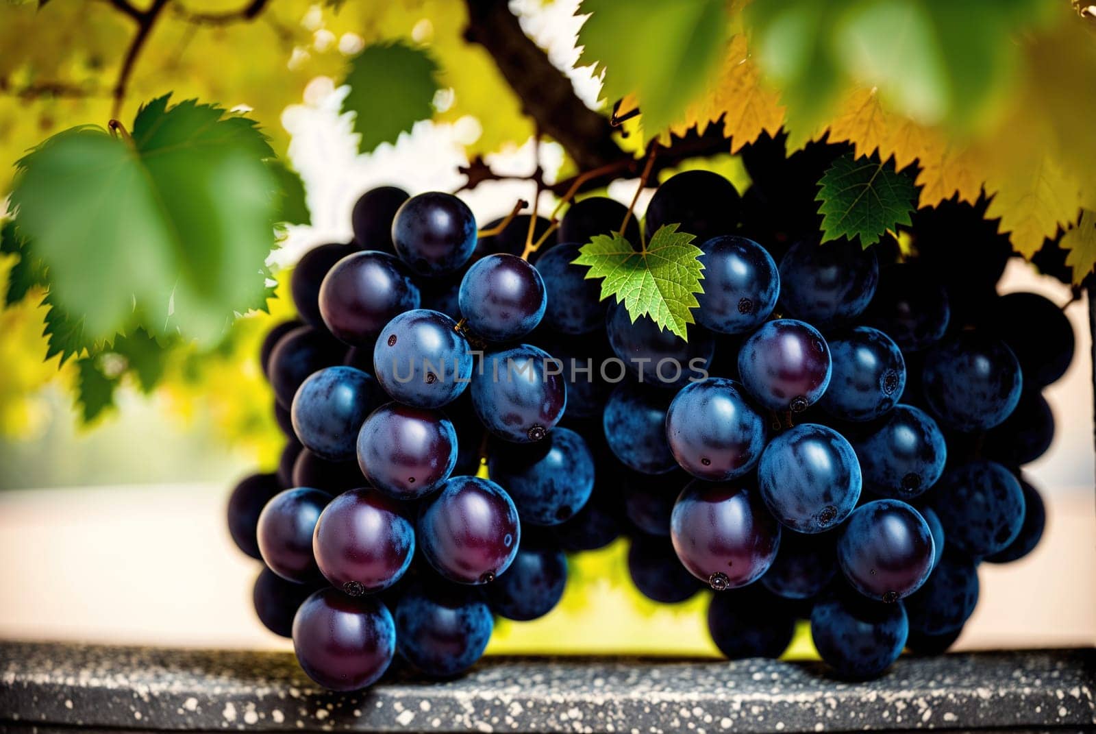 The image shows a bunch of purple grapes hanging from a vine on a stone wall, with leaves and branches in the background.