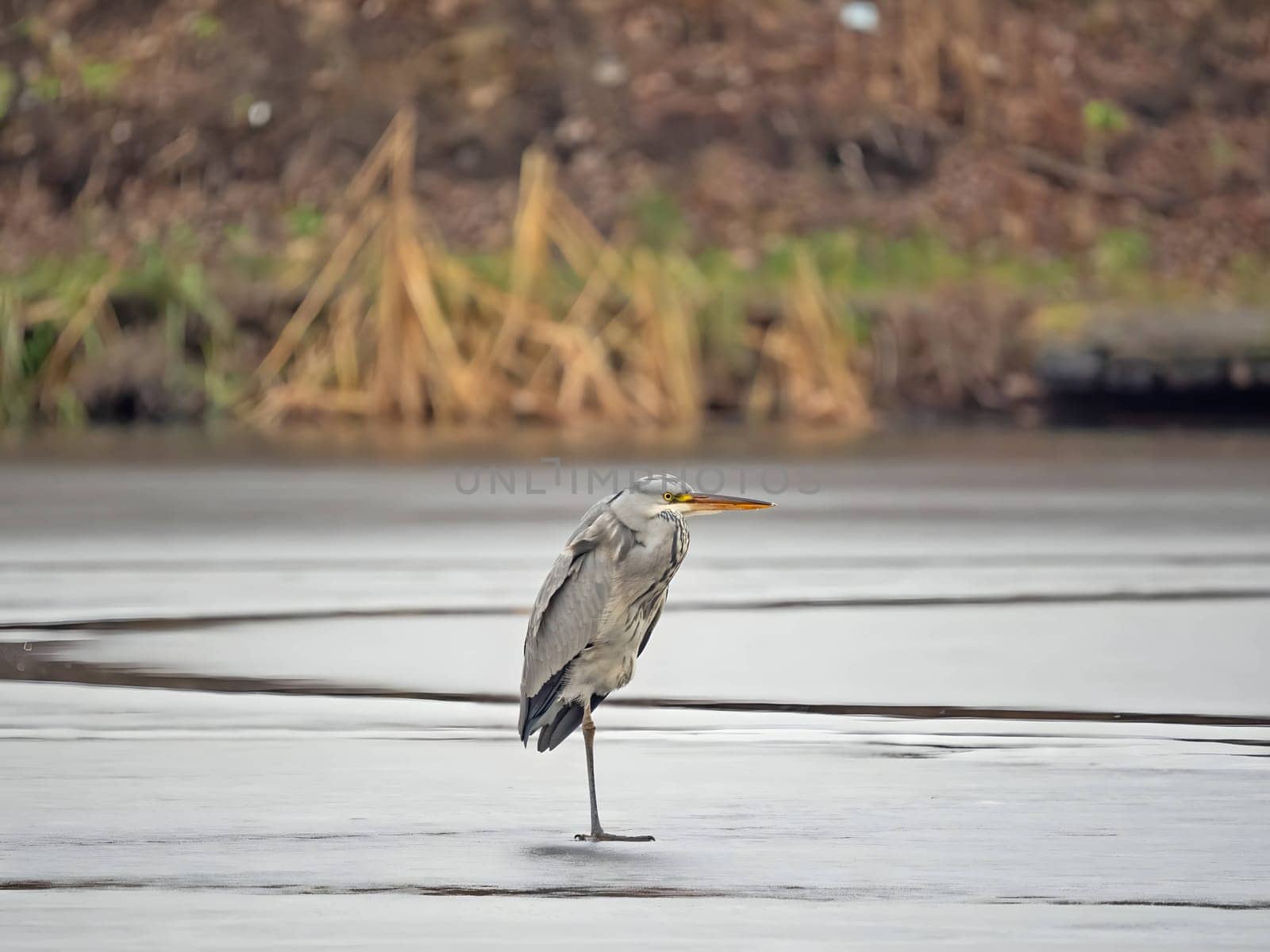 Majestic grey heron standing on frozen water, surrounded by glistening snow.