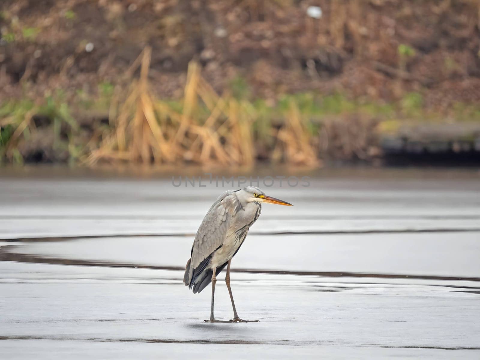 Majestic grey heron standing on frozen water, surrounded by glistening snow.