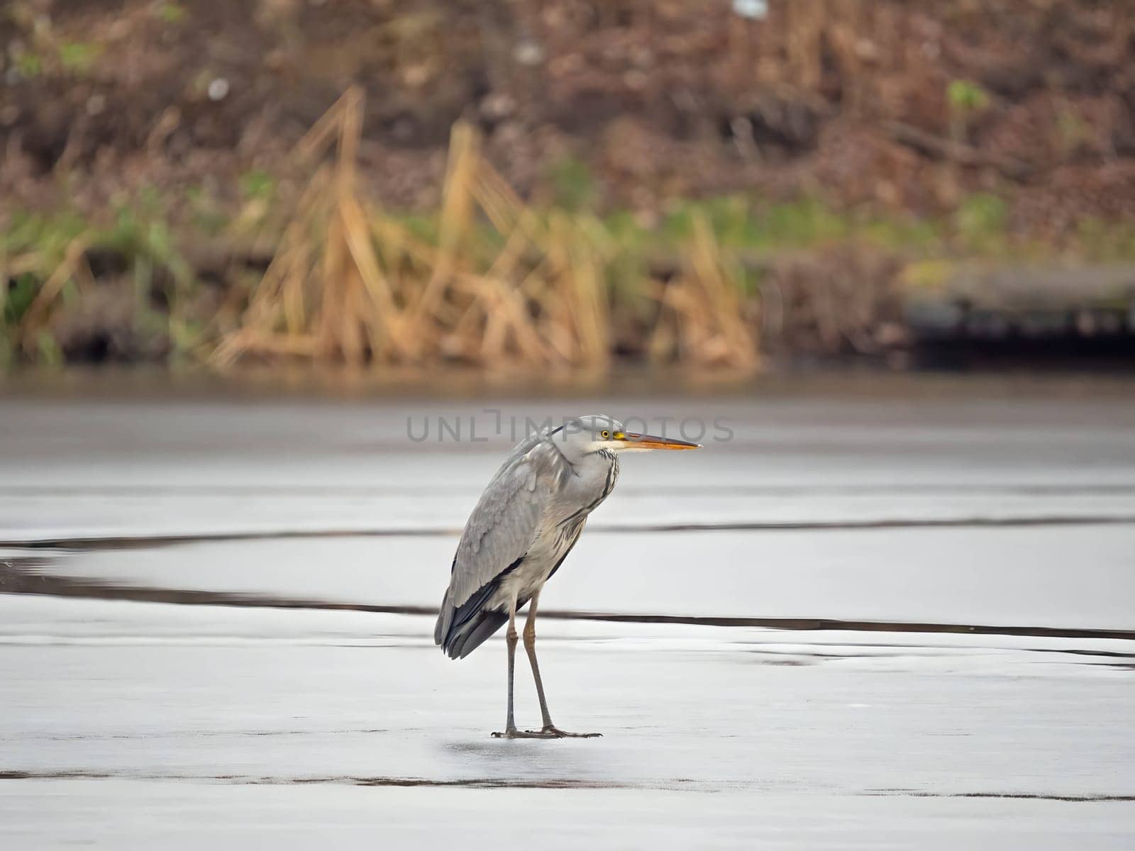 Majestic grey heron standing on frozen water, surrounded by glistening snow.