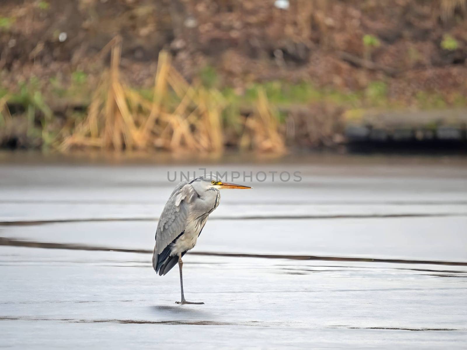 Majestic grey heron standing on frozen water, surrounded by glistening snow.