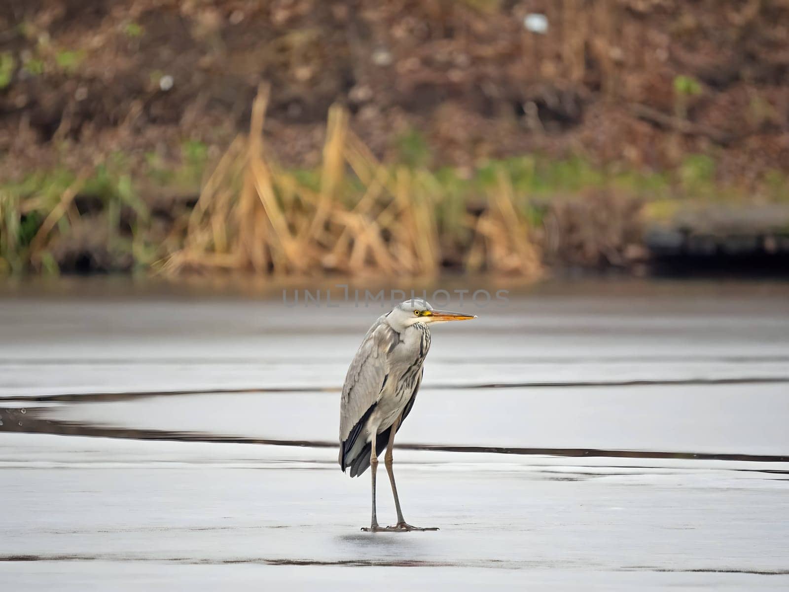 Majestic grey heron standing on frozen water, surrounded by glistening snow.