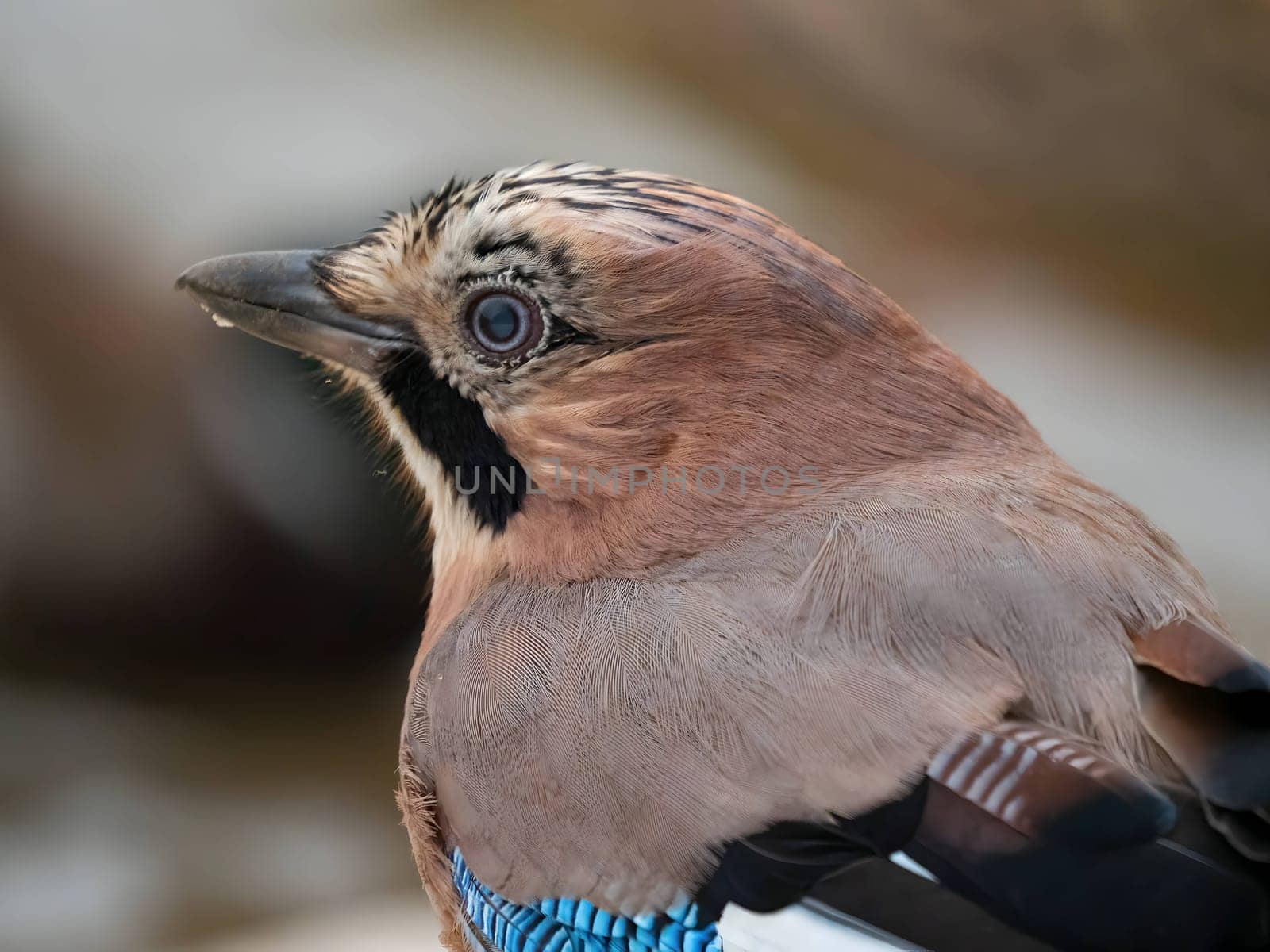 Close-up photo of a stunning Eurasian jay showcasing its vibrant feathers.